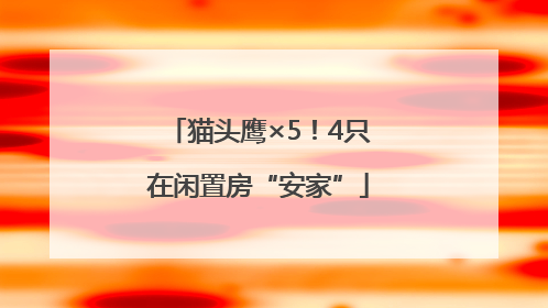猫头鹰×5！4只在闲置房“安家”